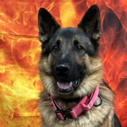 Station Dog Molly